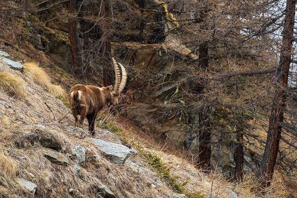 Pitamitz, Sergio 아티스트의 Alpine ibex-capra ibex-Valsavarenche-Gran Paradiso National Park-Aosta Valley-Italy작품입니다.